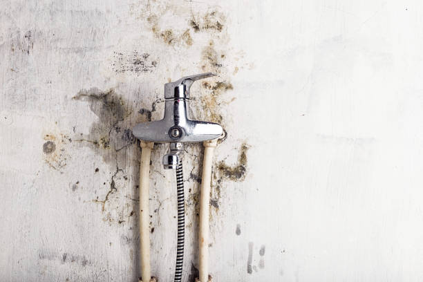 Best DIY Mold Remediation Support Services in Malaga, NJ