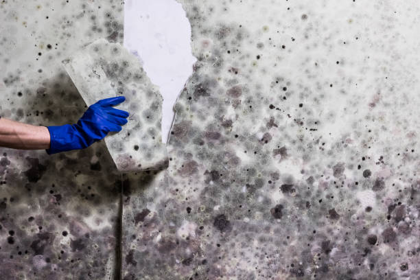 Reliable Malaga, NJ Mold Remediation Solutions
